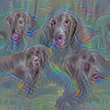 n02098413 Lhasa, Lhasa apso